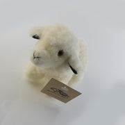 The Adorable Baby Lamb.